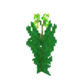 Water Canna Age1.png
